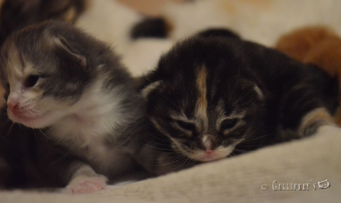 解放军舰机绕台是在帮民进党助选?国防部回应|开云电竞官方网站(图3) 开云电竞