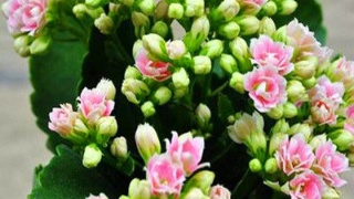 美军机半年内南海运动超2000次 专家:中美两军现有相遇规则已不够管控风险-开云电竞官方网站(图2) 开云电竞中国